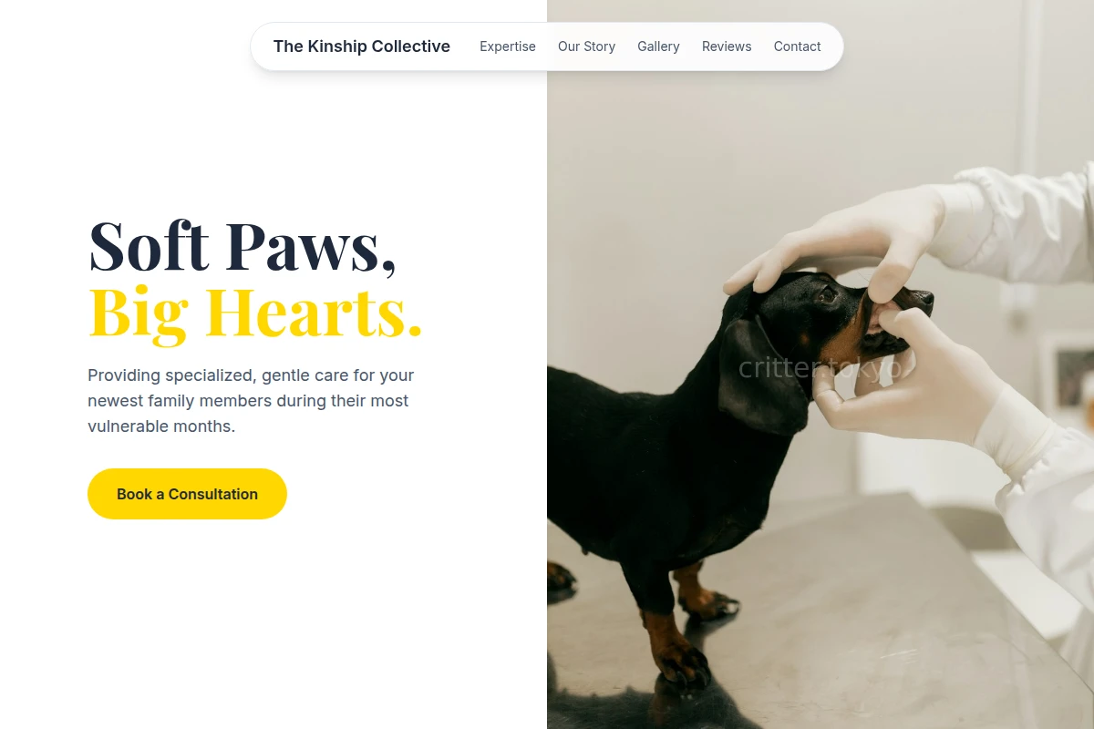 Kitten Animal Care