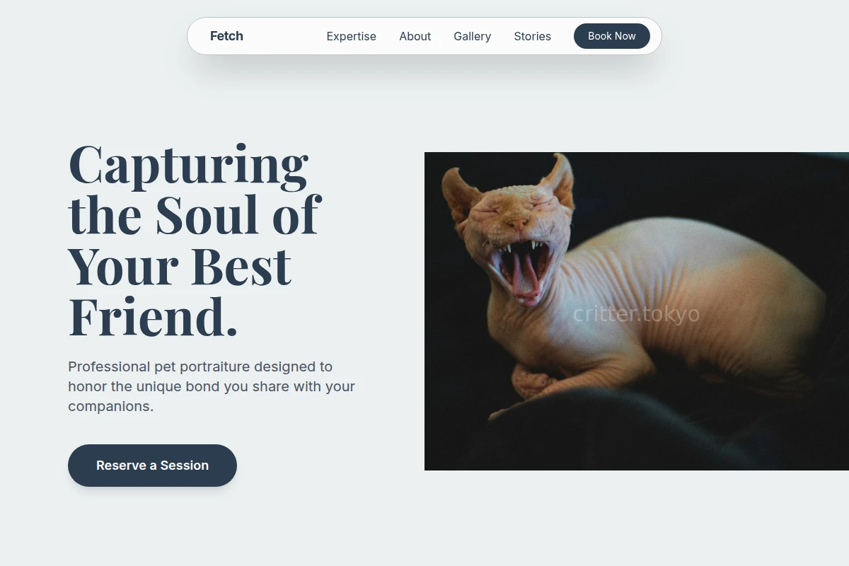 Fetch Pet Photography